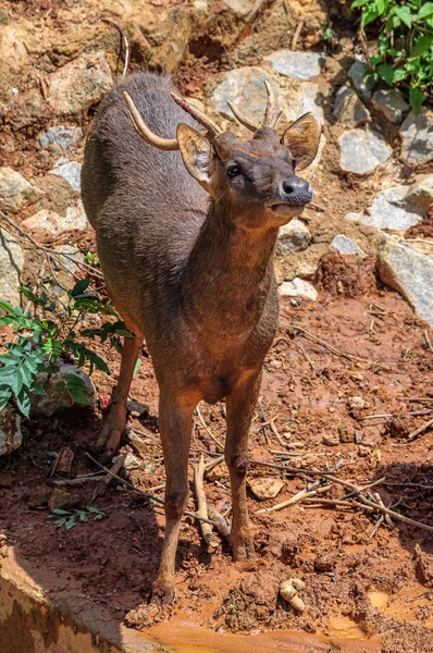 Troféu Whitetail Buck Deer Stag Imagens De Bancos De Imagens