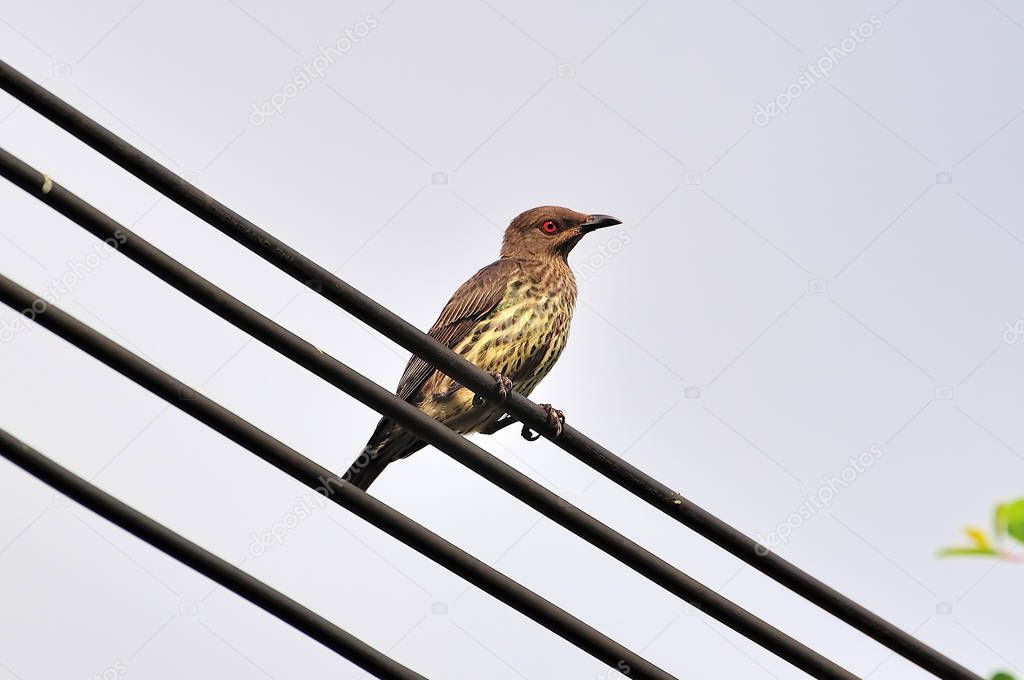 Thrush on wired cable (Turdus Obscurus)