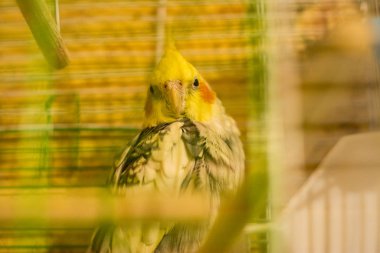 Ev hayvanı güzel papağan kuşu.