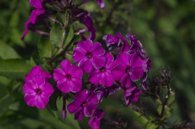 Phlox paniklemiş taperennial bitki