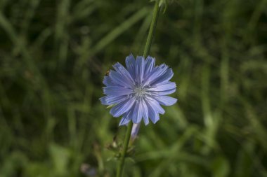 Chicory 'nin Moskova' da yetiştirdiği tarla çiçeği