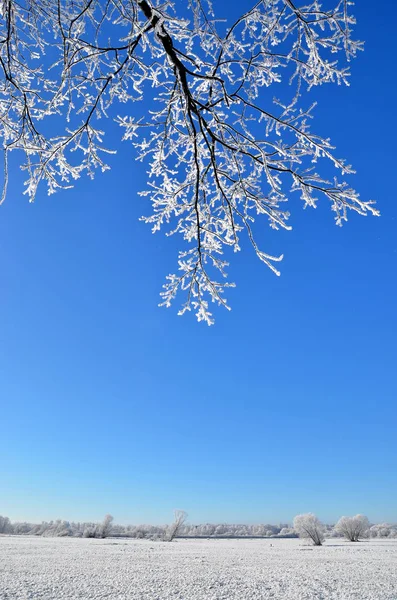 Neve congelato paesaggio — Foto Stock