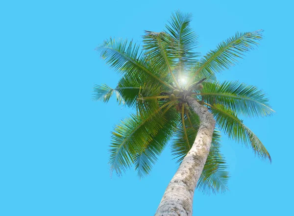 Tropikalne palm tree pod błękitne niebo — Zdjęcie stockowe