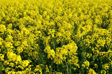 Yakından kolza yağı ve bitkilerle süslenmiş tarla