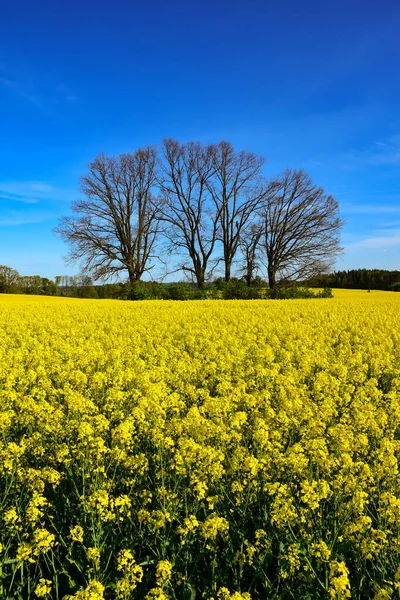 Field Flowering Rapeseed Oil Plants Close — Stock Photo, Image