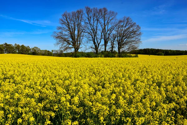 Field Flowering Rapeseed Oil Plants Close — Stock Photo, Image