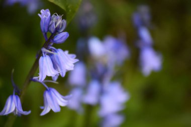 Bluebells anemon bahar ampuller.