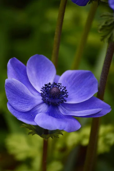 Blauwe klaproos anemonen — Stockfoto