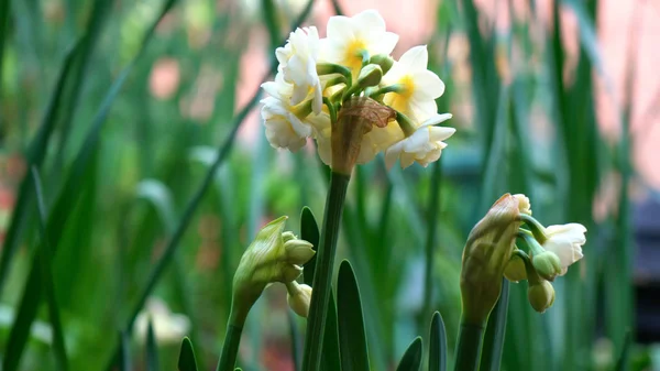 Primavera giardino sfondo con fiori jonquil . — Foto Stock