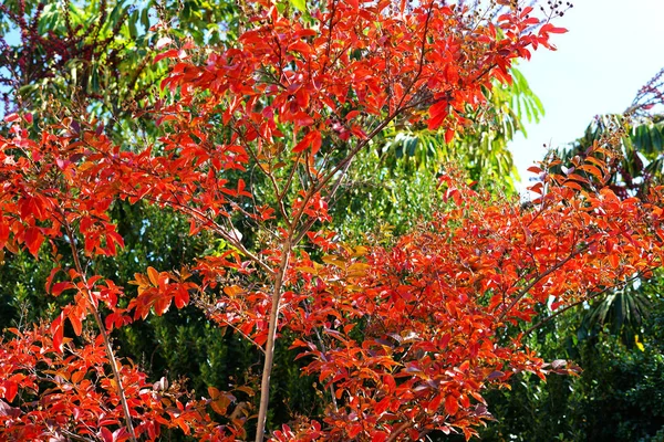 Ζωηρά κόκκινα το φθινόπωρο τα φύλλα — Φωτογραφία Αρχείου