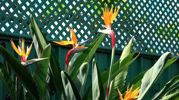 Bird of Paradise flowers — Stock Photo, Image