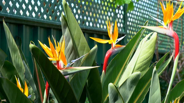 Uccello del Paradiso Fiori — Foto Stock