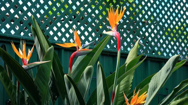 Kwiaty rajskiego ptaka — Zdjęcie stockowe