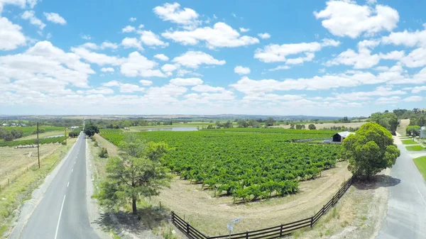 Drone havadan izleme satır üzüm şarapları ve doğal peyzaj — Stok fotoğraf
