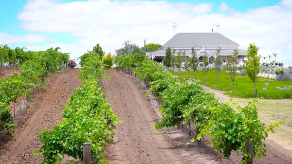 Ev ve bağ Emlak, Barossa Valley Avustralya. — Stok fotoğraf