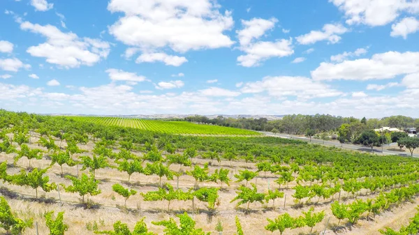 Drone havadan izleme satır üzüm şarapları ve doğal peyzaj — Stok fotoğraf