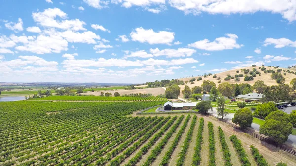 Drone vues aériennes de rangées de vignes et paysage pittoresque — Photo