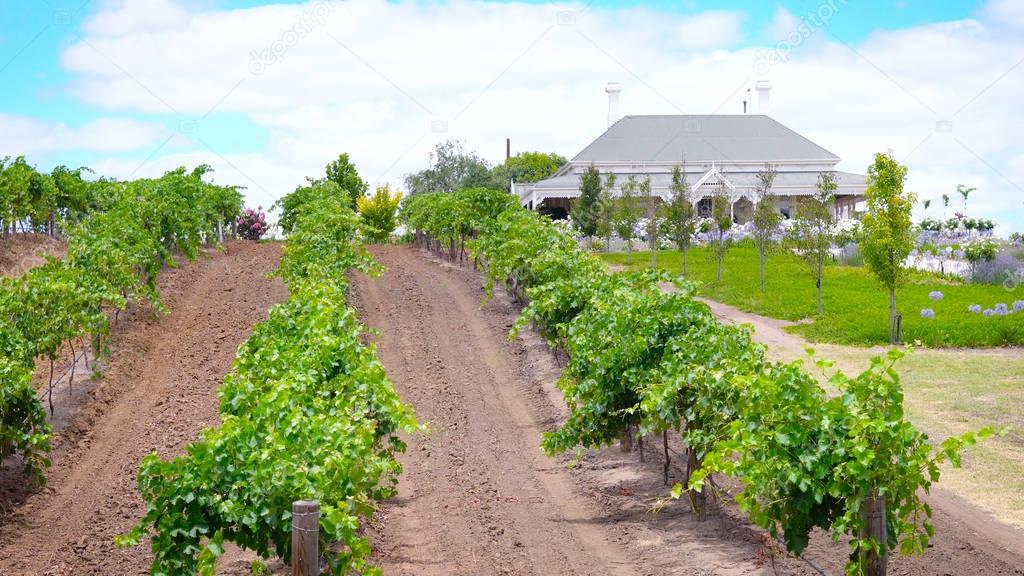 House and vineyard estate, Barossa Valley Australia.