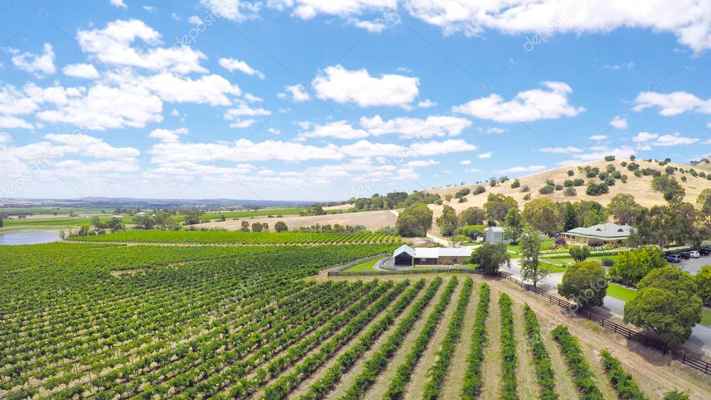 Drone aerial views of rows of grapevines and scenic landscape