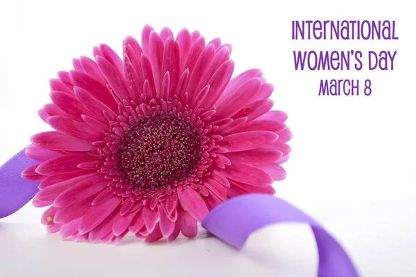 International Womens Day pink gerbera with symbolic purple ribbon — Stock Photo, Image