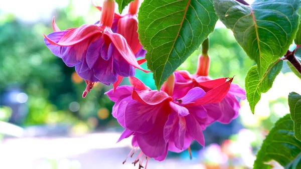 Vårträdgård med stora hybrid rosa och lila fuchsia blommor. — Stockfoto