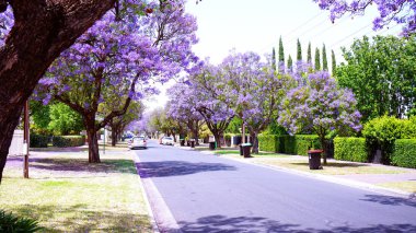 Güzel mor çiçek Jacaranda ağacı çiçek açmış caddede..