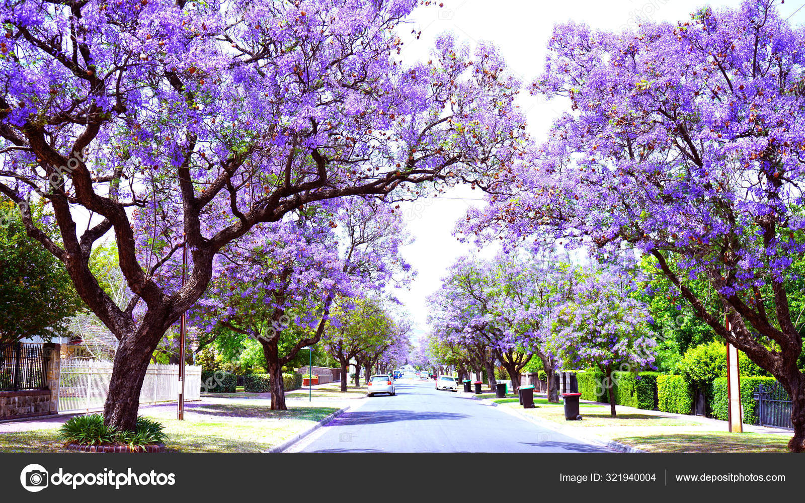 Beautiful Purple Flower Jacaranda Tree Lined Street In Full Bloom Stock Editorial Photo C Amarosy Beautiful Purple Flower Jacaranda Tree Lined Street In Full Bloom Stock Editorial Photo C Amarosy