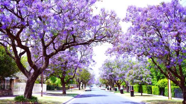 Güzel mor çiçek Jacaranda ağacı çiçek açmış caddede..