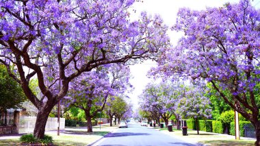 Beautiful purple flower Jacaranda tree lined street in full bloom. clipart