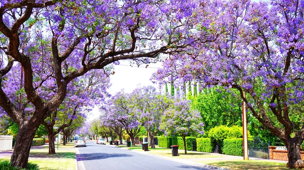 Beautiful purple flower Jacaranda tree lined street in full bloom. — Stock Photo, Image