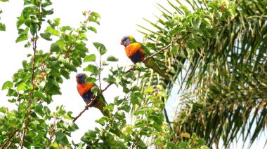 Avustralya Gökkuşağı Lorikeet papağanları banliyö kayısı ağacından yiyorlar.