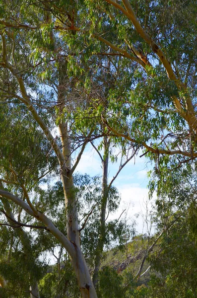 Kultowa australijska scena z wysokimi drzewami eukaliptusowymi i krzewami. — Zdjęcie stockowe