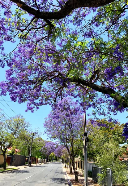 Flor púrpura Jacaranda calle forrada de árboles en plena floración . — Foto de Stock