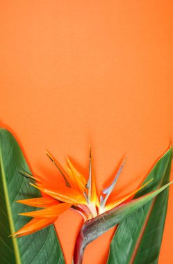 Turuncu zemin üzerinde cennet kuşu çiçeği ve negatif kopya alanı.