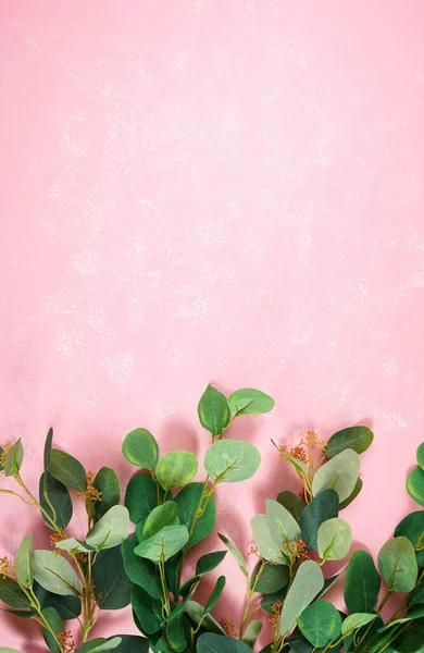 Eucalyptus goma folhas no fundo rosa texturizado minimalismo layout criativo . — Fotografia de Stock