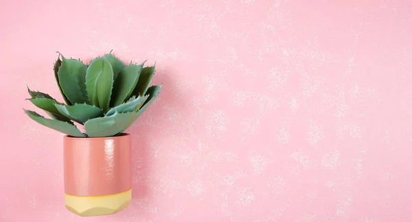 Cactus in pink planter on textured pink background minimalism creative layout. — Stock Photo, Image