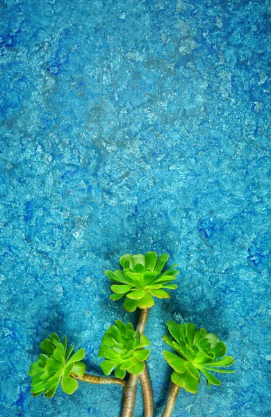 Kaktus šťavnatý na modrém texturovaném pozadí minimalismus kreativní uspořádání. — Stock fotografie