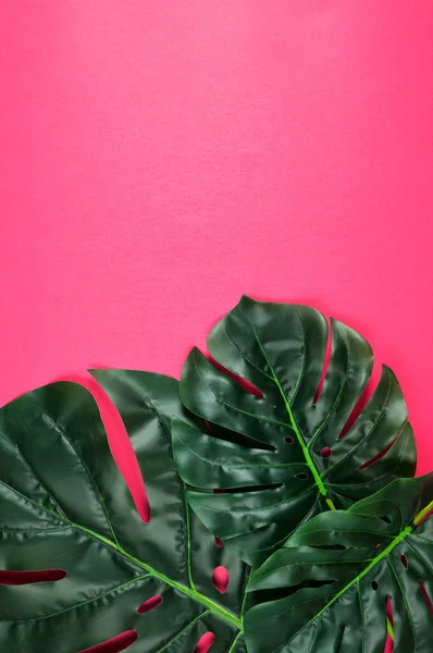 Tropische Monstera Blätter auf leuchtend rosa Hintergrund Minimalismus kreatives Layout. — Stockfoto