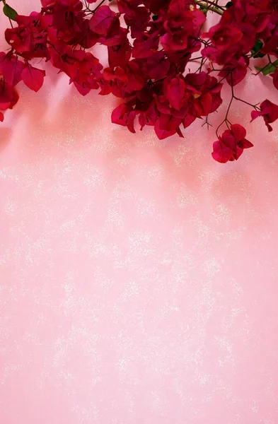 Tropical magenta bougainvillea flores fronteira no fundo texturizado rosa moderno — Fotografia de Stock
