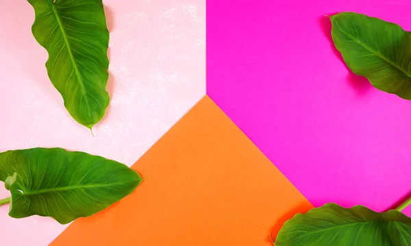 Color Blocking Flach lag mit Blättern auf orangefarbenem, blassem und leuchtend rosa Hintergrund. — Stockfoto