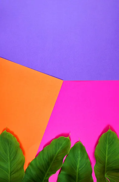 Kleur blokkeren plat lag met bladeren op oranje, roze en paarse achtergrond. — Stockfoto