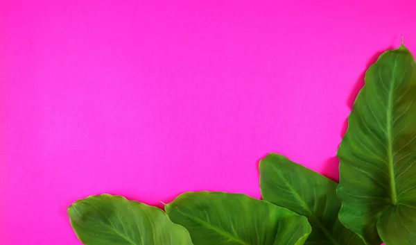 밝은 핑크 색 배경에는 화려 한 여름의 평평 한 지붕 이 열 대의 나뭇잎으로 덮여 있었다 — 스톡 사진
