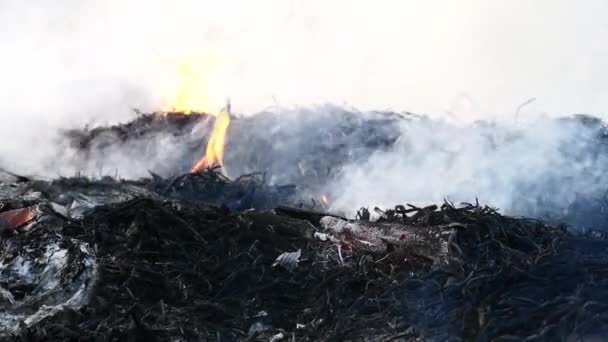 Zeitlupe Echtes Feuer Flammen Igniting Burning Auf Schwarzem Hintergrund Eine — Stockvideo