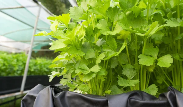 Sayuran Hidroponik Seledri Tumbuh Dalam Plastik Hitam Kebun Hidroponik Rumah — Stok Foto