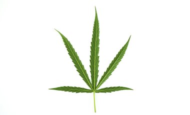 Taze yeşil kenevir yaprakları beyaz arkaplanda izole edilmiş, metin için üst görünüm kopyalama alanı.