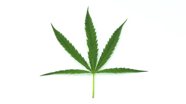 Färska Gröna Cannabisblad Isolerade Vit Bakgrund Översiktligt Kopieringsutrymme För Text — Stockfoto