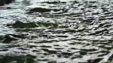 Su, kanalizasyon arıtma sistemi olan hidroponik tarlayı akıtıyor.