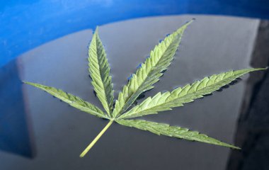 Taze yeşil kenevir yaprakları su arka planında izole edilmiş, Ön görünüm metin için kopyalama alanı.