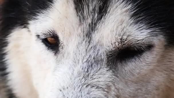 Close Bij Mond Van Een Hond Siberisch Ras Gelegen Het — Stockvideo