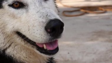 Kapat köpek ağzını Sibirya Husky 'si.